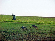 USA-Texas-Panhandle Bar H Ranch